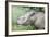 Male Sumatran Rhino (Borneo Rhino) (Dicerorhinus Sumatrensis) in Wallow-Louise Murray-Framed Photographic Print