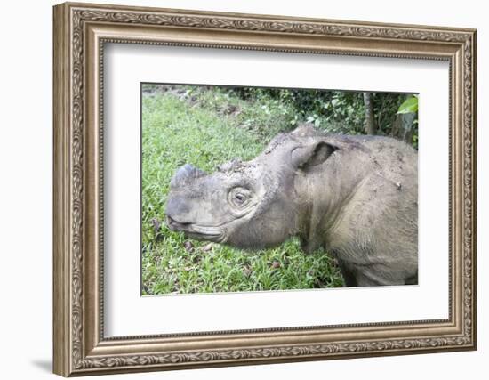 Male Sumatran Rhino (Borneo Rhino) (Dicerorhinus Sumatrensis) in Wallow-Louise Murray-Framed Photographic Print