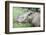 Male Sumatran Rhino (Borneo Rhino) (Dicerorhinus Sumatrensis) in Wallow-Louise Murray-Framed Photographic Print