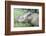 Male Sumatran Rhino (Borneo Rhino) (Dicerorhinus Sumatrensis) in Wallow-Louise Murray-Framed Photographic Print