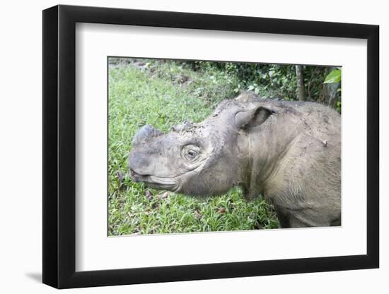 Male Sumatran Rhino (Borneo Rhino) (Dicerorhinus Sumatrensis) in Wallow-Louise Murray-Framed Photographic Print