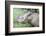 Male Sumatran Rhino (Borneo Rhino) (Dicerorhinus Sumatrensis) in Wallow-Louise Murray-Framed Photographic Print