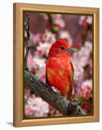 Male Summer Tanager-Adam Jones-Framed Premier Image Canvas