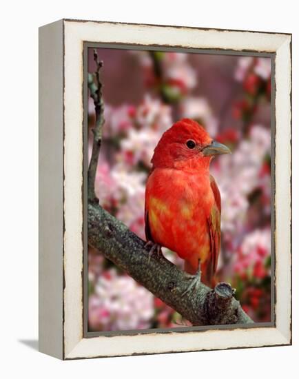 Male Summer Tanager-Adam Jones-Framed Premier Image Canvas