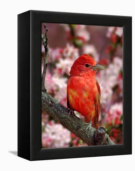 Male Summer Tanager-Adam Jones-Framed Premier Image Canvas