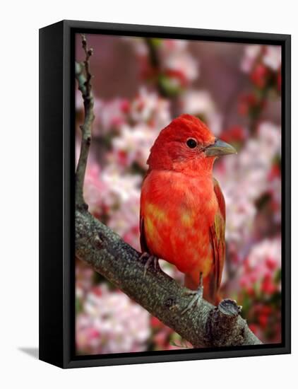 Male Summer Tanager-Adam Jones-Framed Premier Image Canvas