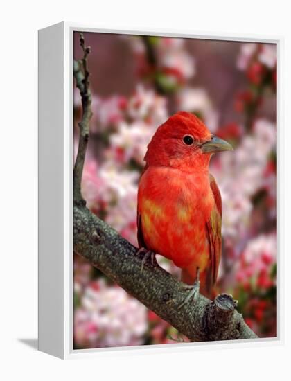 Male Summer Tanager-Adam Jones-Framed Premier Image Canvas