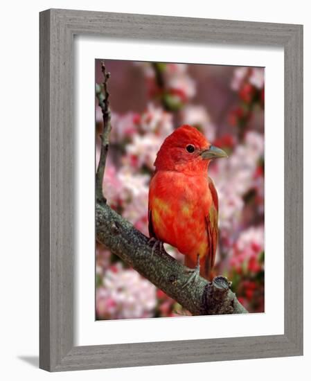 Male Summer Tanager-Adam Jones-Framed Photographic Print