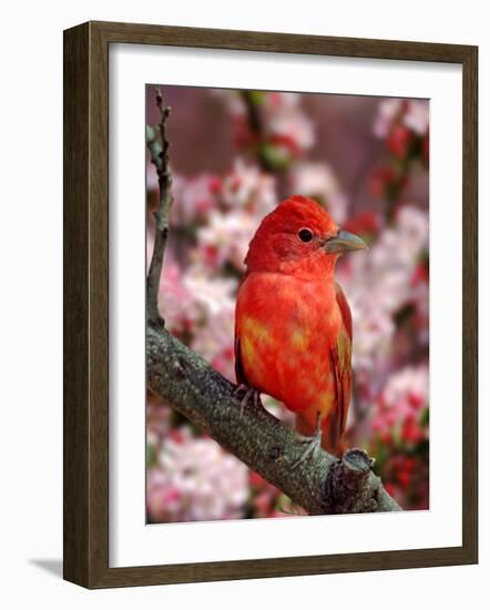 Male Summer Tanager-Adam Jones-Framed Photographic Print