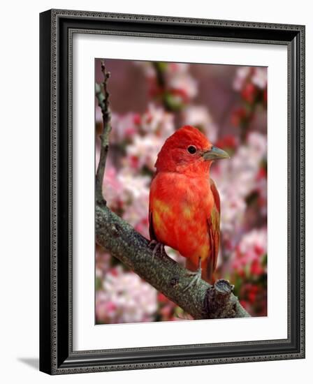 Male Summer Tanager-Adam Jones-Framed Photographic Print