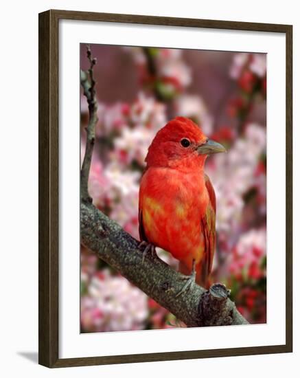 Male Summer Tanager-Adam Jones-Framed Photographic Print