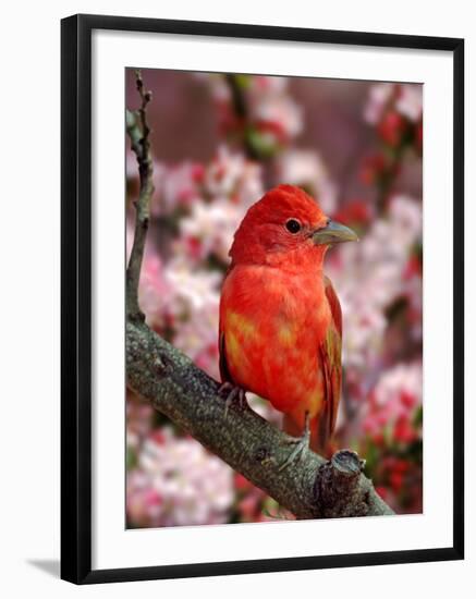 Male Summer Tanager-Adam Jones-Framed Photographic Print