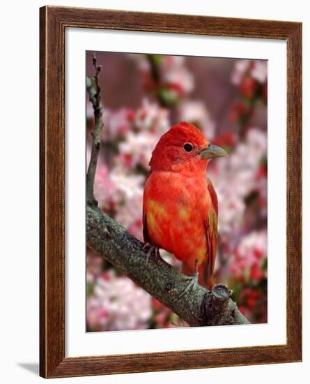 Male Summer Tanager-Adam Jones-Framed Photographic Print