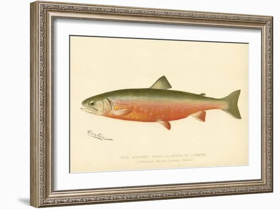 Male Sunapee Trout-null-Framed Giclee Print