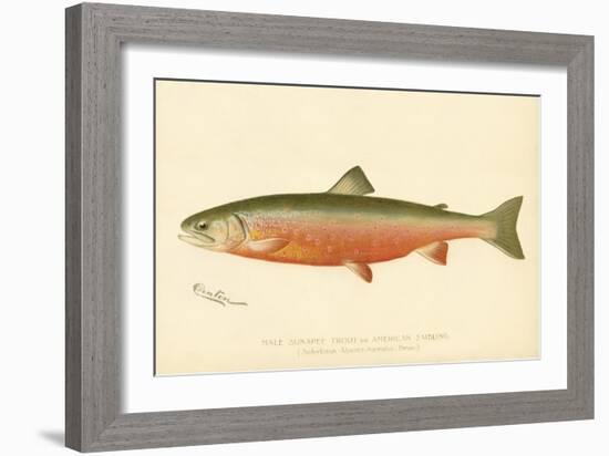 Male Sunapee Trout-null-Framed Giclee Print