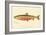 Male Sunapee Trout-null-Framed Giclee Print