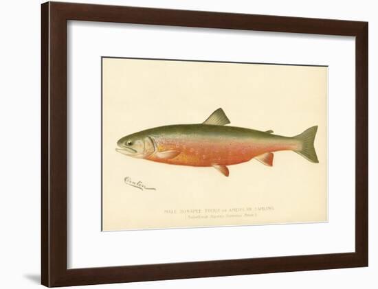 Male Sunapee Trout-null-Framed Giclee Print