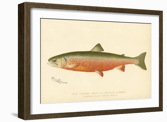 Male Sunapee Trout-null-Framed Giclee Print