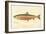 Male Sunapee Trout-null-Framed Giclee Print