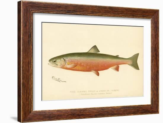 Male Sunapee Trout-null-Framed Giclee Print