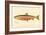 Male Sunapee Trout-null-Framed Giclee Print