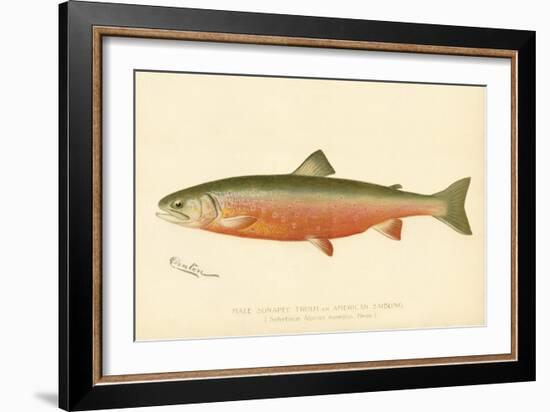 Male Sunapee Trout-null-Framed Giclee Print