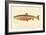 Male Sunapee Trout-null-Framed Giclee Print