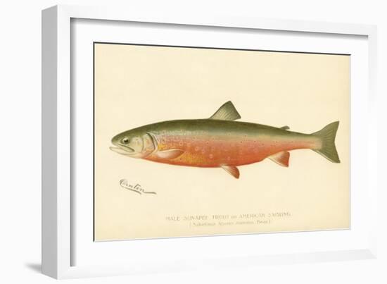 Male Sunapee Trout-null-Framed Giclee Print