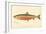 Male Sunapee Trout-null-Framed Giclee Print