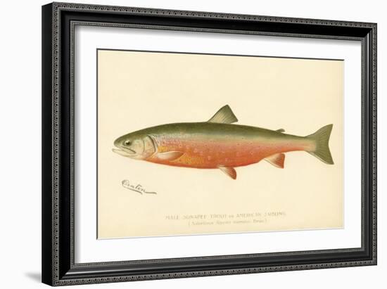 Male Sunapee Trout-null-Framed Giclee Print