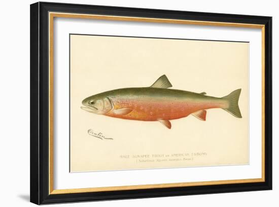 Male Sunapee Trout-null-Framed Giclee Print