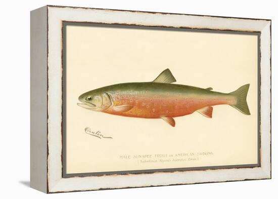 Male Sunapee Trout-null-Framed Premier Image Canvas