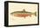 Male Sunapee Trout-null-Framed Premier Image Canvas