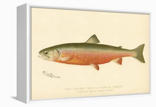 Male Sunapee Trout-null-Framed Premier Image Canvas