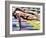 Male Swimmers at the Start of a Race-null-Framed Photographic Print