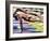 Male Swimmers at the Start of a Race-null-Framed Photographic Print