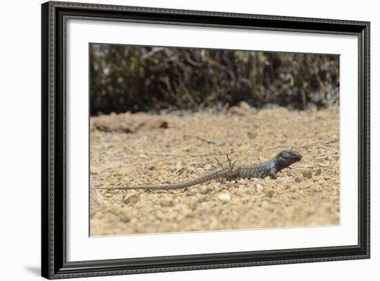 Male Tenerife Lizard (Western Canaries Lizard) (Gallotia Galloti) Raising Feet after Getting Hot-Nick Upton-Framed Photographic Print