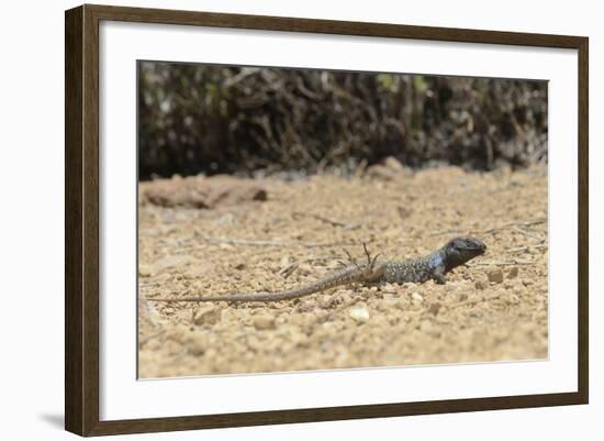 Male Tenerife Lizard (Western Canaries Lizard) (Gallotia Galloti) Raising Feet after Getting Hot-Nick Upton-Framed Photographic Print