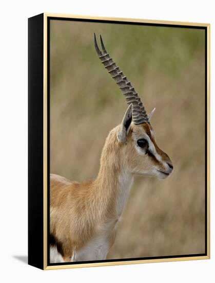 Male Thomsons Gazelle, Masai Mara National Reserve-James Hager-Framed Premier Image Canvas