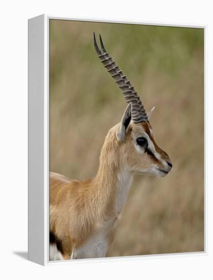 Male Thomsons Gazelle, Masai Mara National Reserve-James Hager-Framed Premier Image Canvas