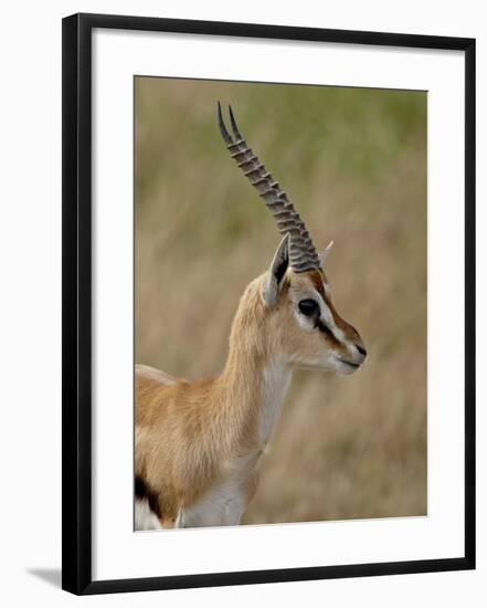 Male Thomsons Gazelle, Masai Mara National Reserve-James Hager-Framed Photographic Print