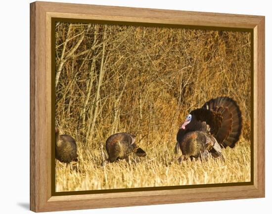 Male Tom Turkey with Hens, Farm in the Flathead Valley, Montana, USA-Chuck Haney-Framed Premier Image Canvas