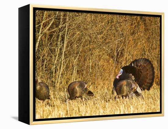 Male Tom Turkey with Hens, Farm in the Flathead Valley, Montana, USA-Chuck Haney-Framed Premier Image Canvas