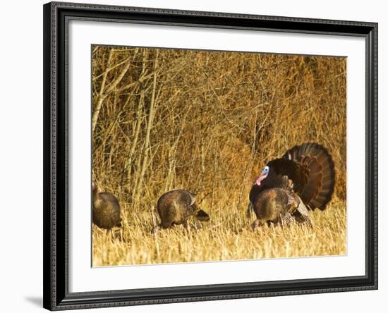 Male Tom Turkey with Hens, Farm in the Flathead Valley, Montana, USA-Chuck Haney-Framed Photographic Print