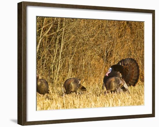 Male Tom Turkey with Hens, Farm in the Flathead Valley, Montana, USA-Chuck Haney-Framed Photographic Print