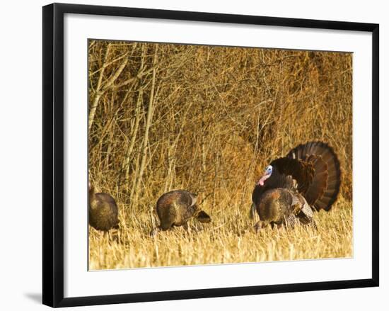 Male Tom Turkey with Hens, Farm in the Flathead Valley, Montana, USA-Chuck Haney-Framed Photographic Print