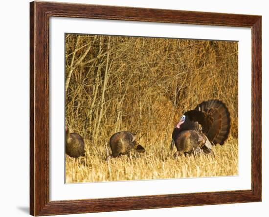 Male Tom Turkey with Hens, Farm in the Flathead Valley, Montana, USA-Chuck Haney-Framed Photographic Print