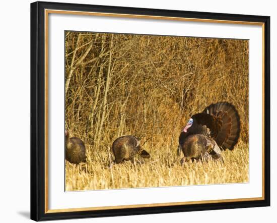 Male Tom Turkey with Hens, Farm in the Flathead Valley, Montana, USA-Chuck Haney-Framed Photographic Print