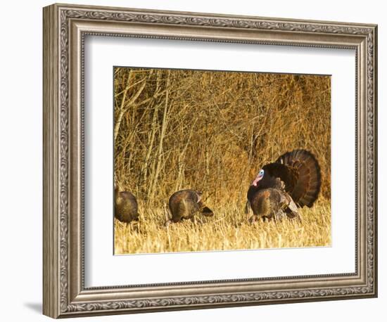 Male Tom Turkey with Hens, Farm in the Flathead Valley, Montana, USA-Chuck Haney-Framed Photographic Print