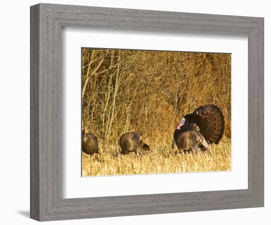 Male Tom Turkey with Hens, Farm in the Flathead Valley, Montana, USA-Chuck Haney-Framed Photographic Print